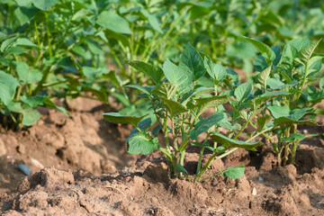 growing potato plant in an agricultural field close-up