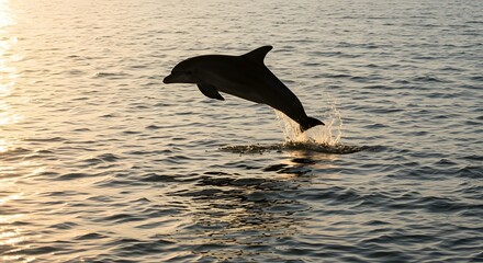 Dolphin Leaping From Ocean at Sunset Creating Splashing Water Silhouette