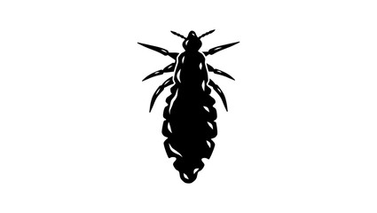 Head Louse, black isolated silhouette