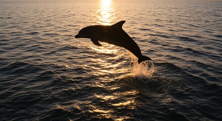 Dolphin Jumping Out of the Water at Sunset in the Ocean