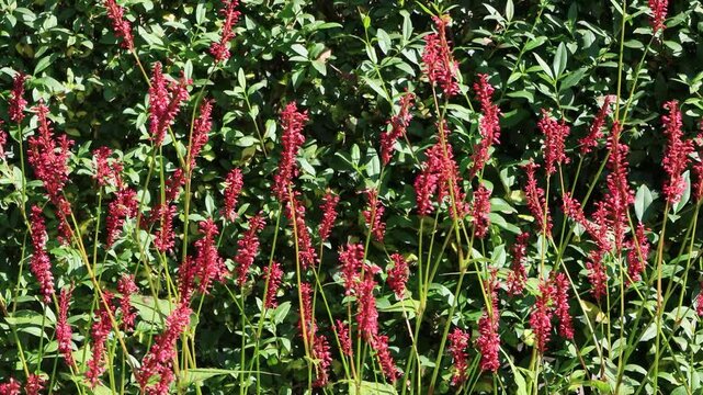 Persicaria flower moving in the wind
