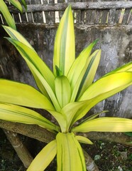Garden foliage plant - Pandanus baptistii. Commonly known as Variegated Dwarf Pandanus or White-striped Pandanus. Small bush or tree. Leaves spirally arranged with golden-yellow central stripes.