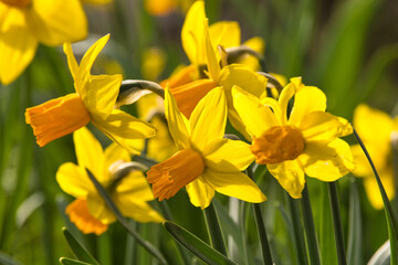 Gelbe Narzissen