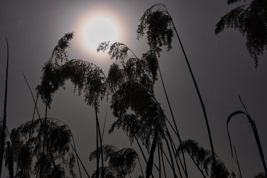 Sonne von Saharastaub bedeckt hinter Schilf