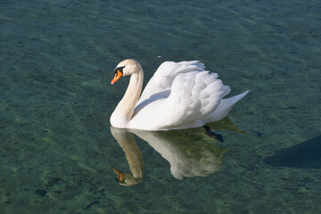 Bodensee, Schwan auf dem Wasser