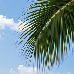 Coconut palm tree against sky blue.