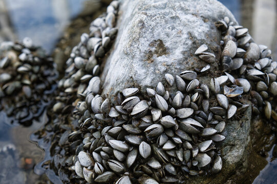 Bodensee, Quaggamuscheln auf einem Stein bei Niedrigwasser