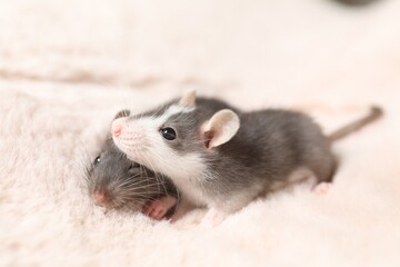 Adorable little rats on faux fur, closeup