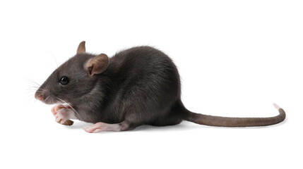 Cute rat with dry food on white background. Little pet