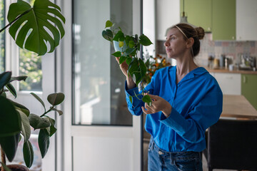 Enthusiastic middle aged female inspects creeper Philodendron leaves at home, examining grow. Plant...