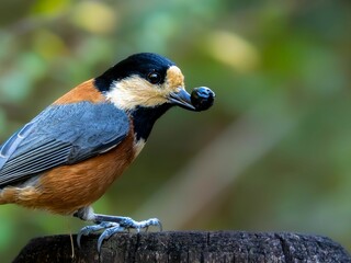 木の実を見つけて嬉しそうなヤマガラ