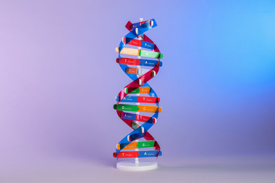 One DNA structure model on color background