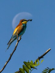 Bienenfresser mit Beute - Halbmond im Hintergrund