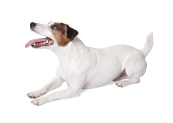 Cute Jack Russell Terrier dog on white background