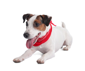 Cute Jack Russell Terrier dog with red bandana on white background