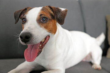 Cute Jack Russell Terrier dog lying on sofa at home, closeup