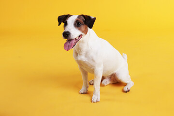 Cute Jack Russell Terrier dog sitting on yellow background