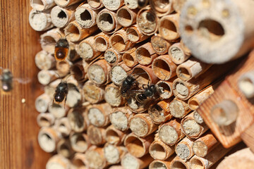 Wild bees Osmia Cornuta Mason Bees are flying in front of a diy made insect hotel of wood.