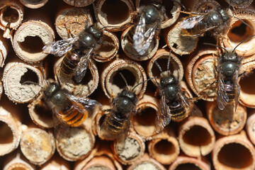Wild bees Osmia Cornuta Mason Bees are flying in front of a diy made insect hotel of wood.