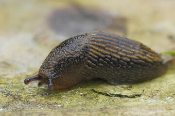Closeup on a juvenile Spanish slug, Arion vulgaris on wood in the garden