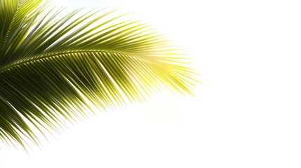 Fototapeta premium A close-up of a vibrant palm leaf against a bright white background, perfect for tropical-themed designs, eco-friendly projects, or wellness branding, Ideal for backgrounds or nature-related content,