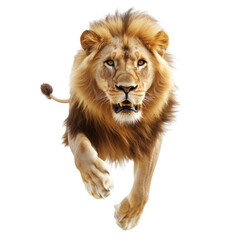 Obraz premium Majestic male lion running forward on a transparent background, showcasing power, strength, and the beauty of wildlife Concept of nature, predator, and african wildlife