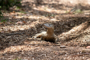 the lace lizard is looking for food