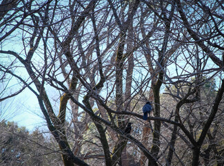 Random birds in trees at Yoyogi Park in Tokyo, Japan.