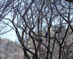 Random birds in trees at Yoyogi Park in Tokyo, Japan.