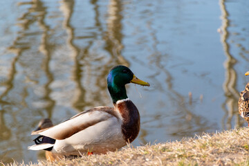 Mallard duck