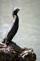 the little black cormorant is standing on driftwood