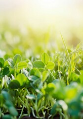 Close-up of lush green clover field bathed in warm sunlight at dawn