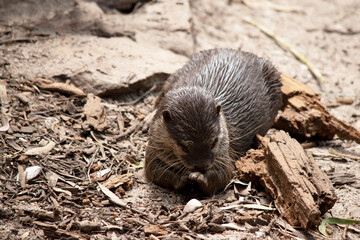 the Asian small clawed otter is playing with a seashell