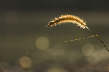 A green foxtail grass seed head silhouetted against a dark background. The golden-brown, feathery plume is brilliantly illuminated, creating a striking contrast with the muted backdrop. 