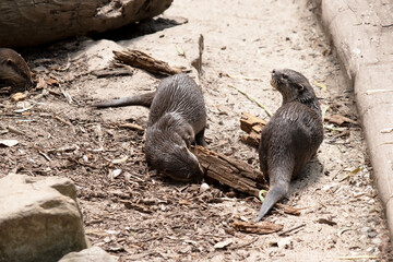 Naklejka premium the two Asian small clawed otters are searching for food