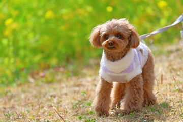 菜の花畑を散歩するトイ・プードル