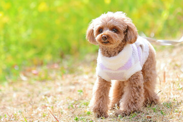 春を満喫するトイ・プードル