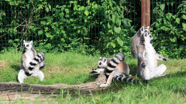 ring tailed lemur catta on meadow
