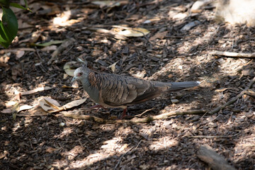 this is a side view of a peaceful dove