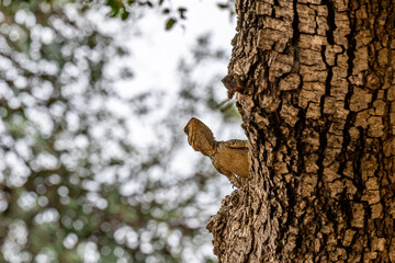 An Agama lizard on a tree trunk in the Upper Galilee in Israel.
