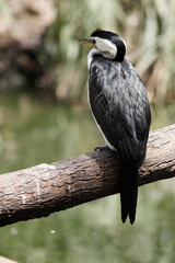 the pied cormorant is perched on a branch