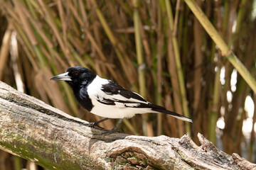 this is a side view of a pied butcher bird