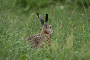 HARE - Cute mammal in the meadow