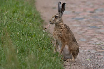 HARE - A cute mammal on a country road
