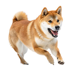 Happy Shiba Inu dog running on white background &ndash; AI generated