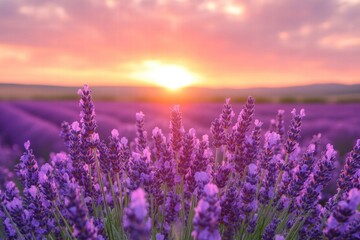 Obraz premium Lavender field at sunset with warm golden light