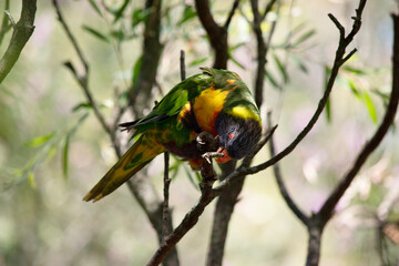 the rainbow lorikeet is cleaning its claws