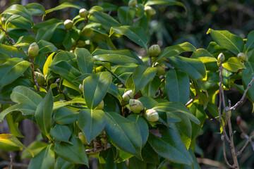 都心散歩　ソメイヨシノ開花直前の浜離宮あたり