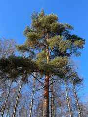 pine tree against blue sky