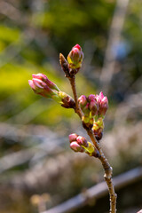都心散歩　ソメイヨシノ開花直前の浜離宮あたり